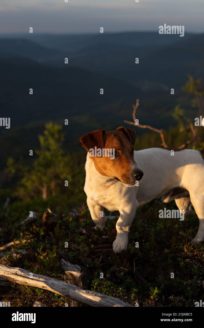 Happy Dog in den Carpatih-Bergen Stockfoto