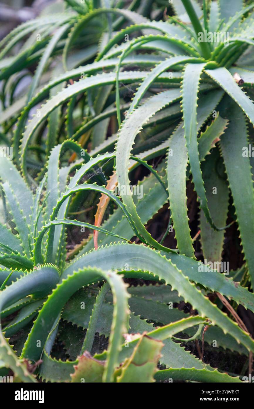 aloe vera when pregnant Aloe Vera Jelly Unscented – Plant Therapy main image 0