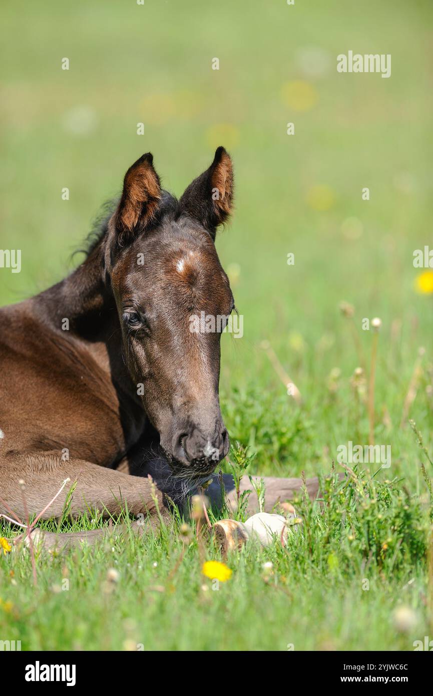Vertikales Pferdebild von Fohlen Fohlen Hengst liegend Gras Löwenzahn Frühlingssommerszene Hengst oder Fohlen mit weißem Stern im Gesicht sehr süßes Baby Pferd Stockfoto