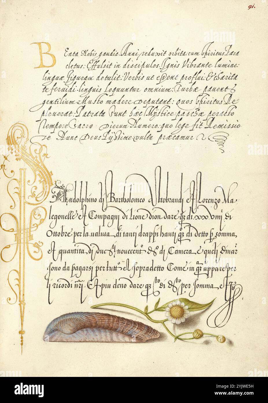 Noah's Ark Shell and Sneezewort; Mira calligraphiae monumenta, 1561–1562; Beleuchtung hinzugefügt 1591–1596. Zusatzinfo: In den 1500er Jahren, als der Druck zur gängigsten Methode der Buchherstellung wurde, schätzten Intellektuelle zunehmend den Erfindungsreichtum der Schriftgelehrten und die ästhetischen Qualitäten des Schreibens. Von 1561 bis 1562 schuf Georg Bocskay, Hofsekretär des Heiligen Römischen Kaisers Ferdinand I., dieses Musterbuch der Kalligraphie, um seine technische Beherrschung der immensen Bandbreite der ihm bekannten Schriftstile zu demonstrieren. Kaiser Rudolph II. Beauftragte später Joris Hoefnagel, Bocskays Modus zu beleuchten Stockfoto