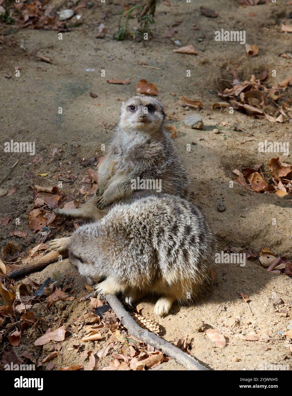 Ein erwachsener Erdmännchen läuft draußen, ein Paar Tiere sitzen Stockfoto