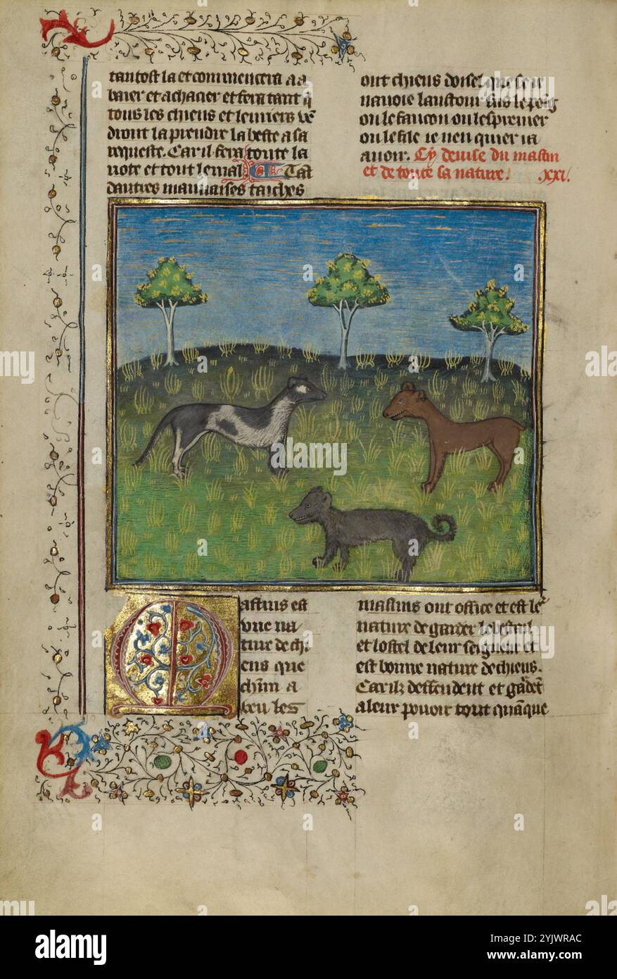 Mastiffs; Livre de la Chasse, ca. 1430-1440. Mittelalterliches Jagdbuch. Stockfoto