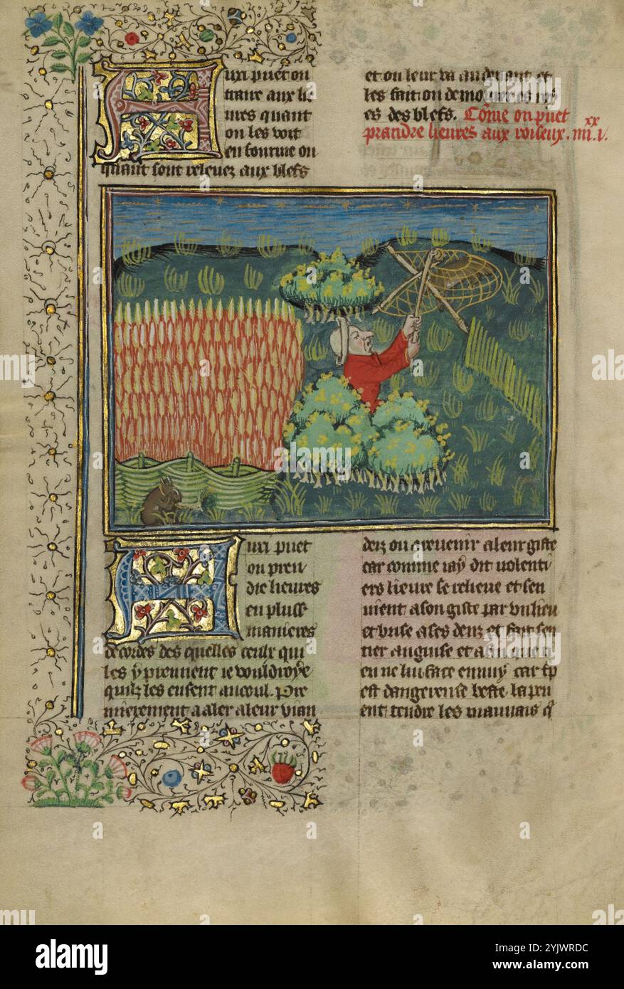 A Hunter Netting Hres; Livre de la Chasse, ca. 1430–1440. Mittelalterliches Jagdbuch. Stockfoto