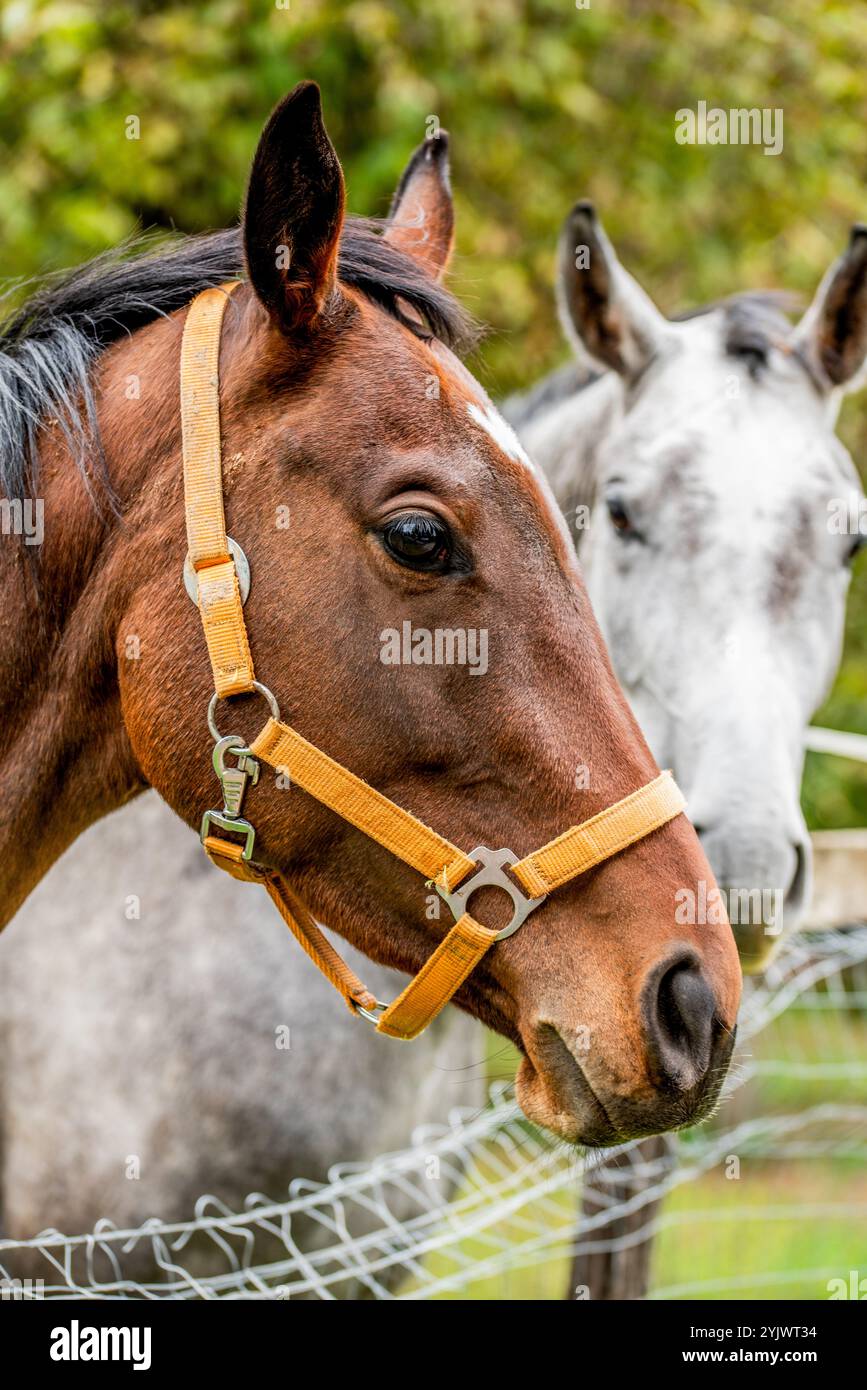 Detail eines Kopfes eines Lorbeerpferdes. Bay ist eine Haarfellfarbe von Pferden, die durch eine rötlich-braune oder braune Körperfarbe mit einer schwarzen Punktfarbe gekennzeichnet ist Stockfoto