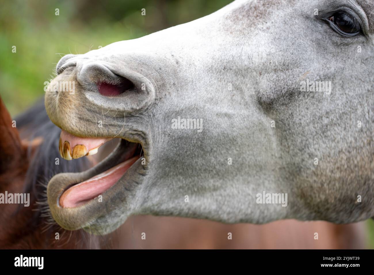 Pferdelachen mit Zähnen. Porträt eines blassweißen grauen Pferdes. Stockfoto