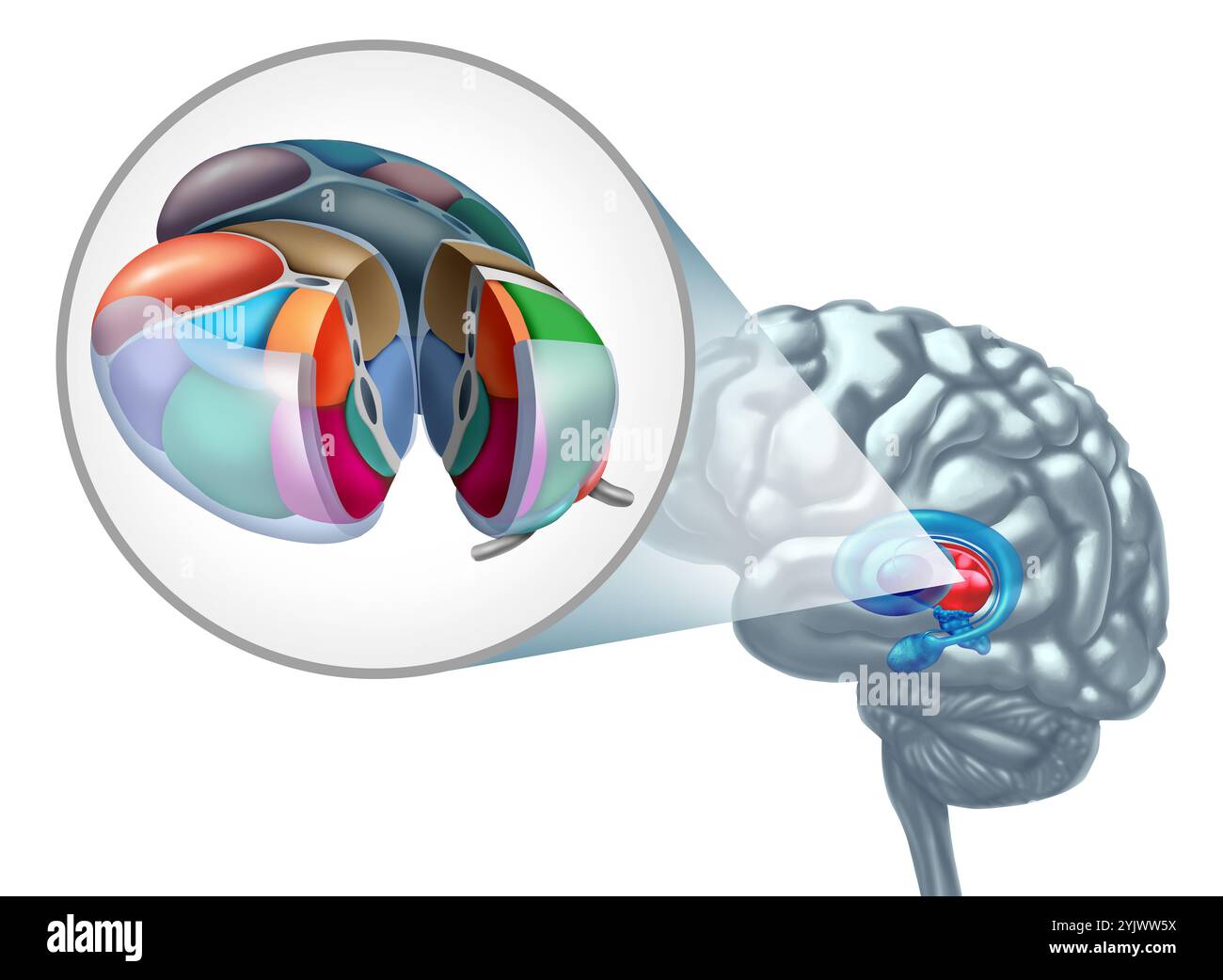 Thalamus-Hirnanatomie-Konzept als Teil des Zwischenhirns in Verbindung mit sensorischen und motorischen Signalen im Nervensystem mit mehreren Kernen oder Neuronen Stockfoto