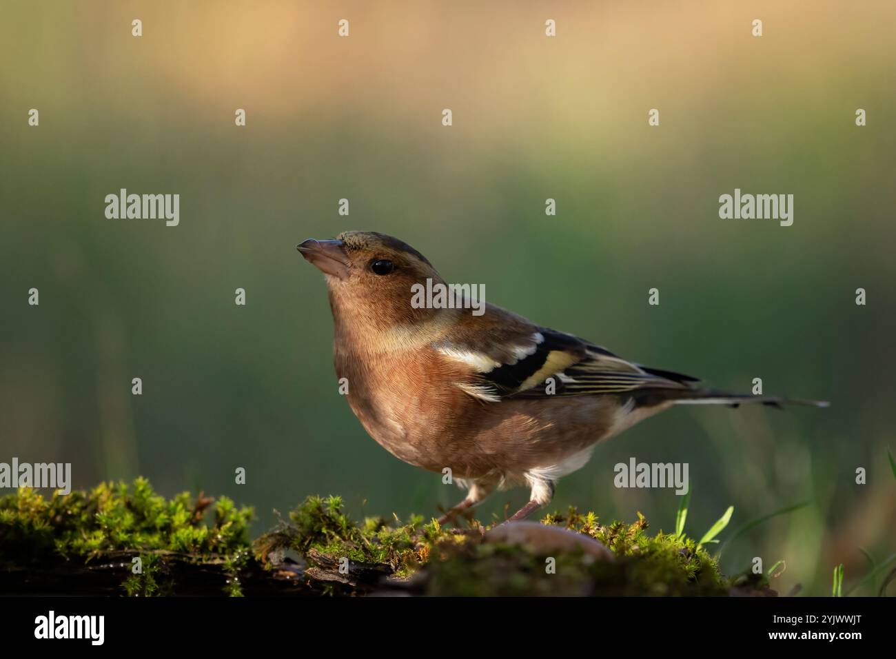 Häufige Buchbeinfringilla-Coelebs. In freier Wildbahn. Ein Vogel im Herbstwald, der auf einem schönen Moos sitzt. Nahaufnahme. Stockfoto