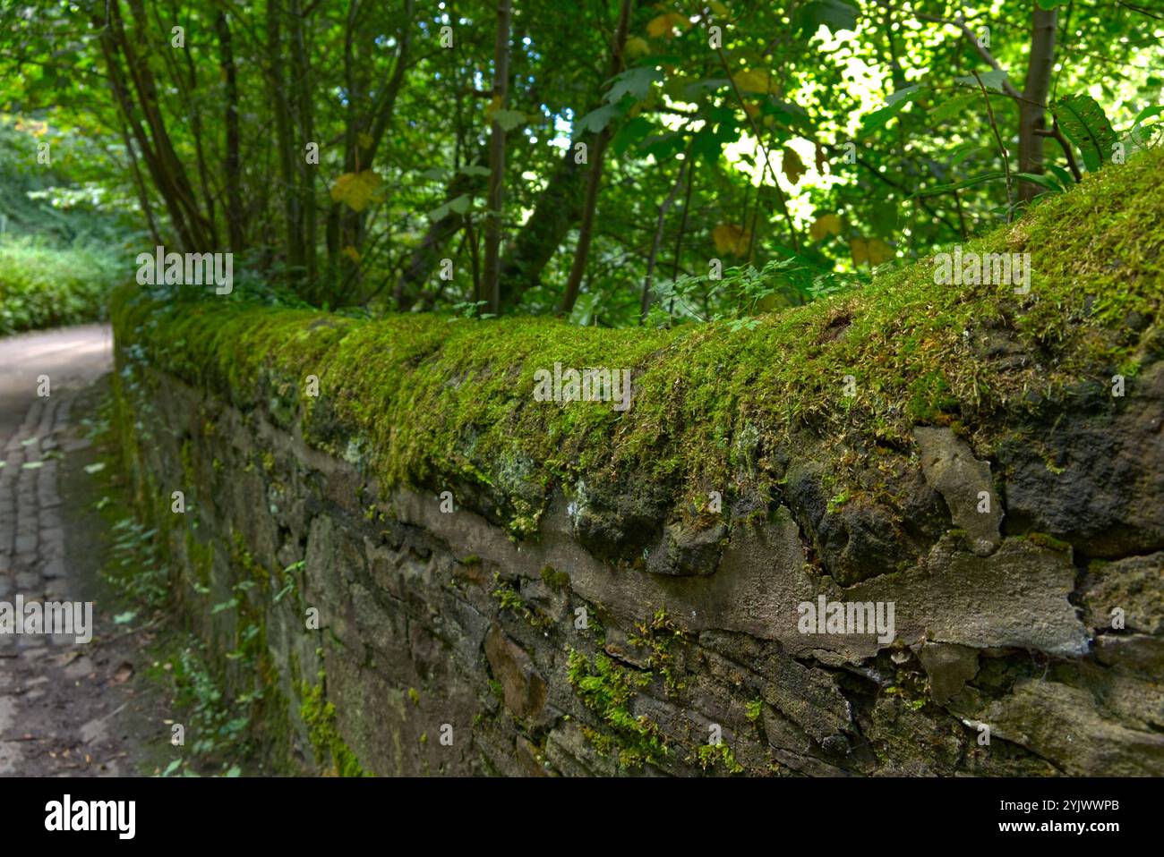 Moss fotografiert an einer Steinmauer in Edinburgh, Schottland Stockfoto