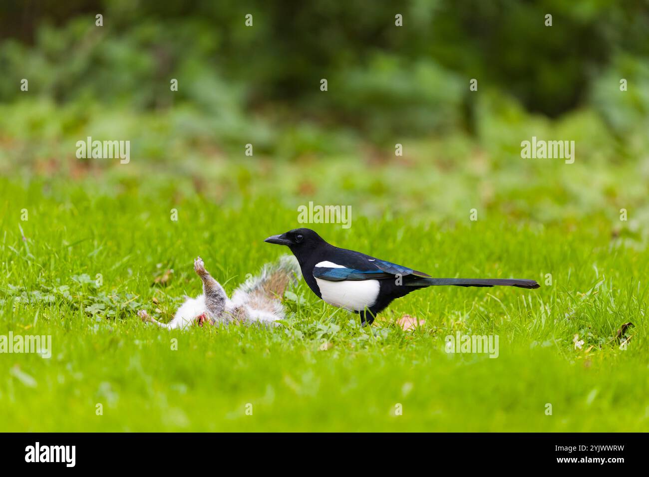 Pica pica, Erwachsene Fütterung an grauem Eichhörnchen Sciurus carolinensis, Aas auf Gras, Suffolk, England, November Stockfoto