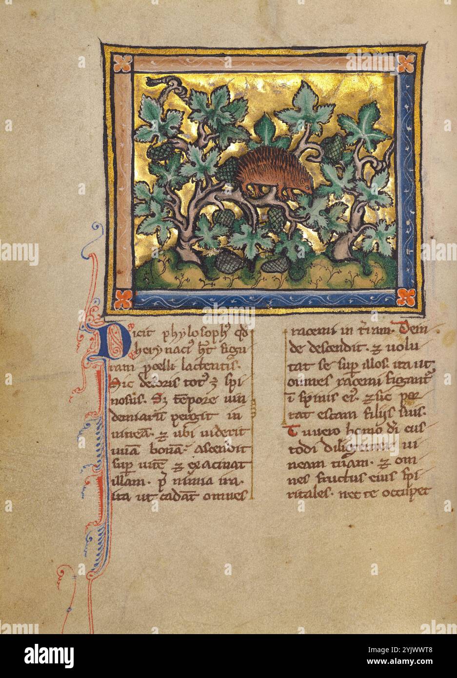 Ein Igel, Bestiarium, um 1270. Zusätzliche Informationen: Dieser Igel Ist Ein süßer, kräftiger Kerl mit hochgezogenen Stacheln und kriecht auf einer Weinrebe zwischen Trauben und Blättern. Der in Europa geborene Igel, der in dieser Miniatur von einem Bestiarium aus dargestellt wird, ist eines der bekannteren Tiere, die im Kompendium erscheinen. Trotz des Naturalismus des Bildes liefert der Text eine fantastische Geschichte, die keine Parallele hat. Es beschreibt, wie ein Igel Trauben sammelt, die von der Weinrebe gefallen sind, indem er sich kopfüber auf sie rollt und die Früchte auf seinen Stacheln fängt, um sie seinen Babys zu liefern. Die Mo Stockfoto
