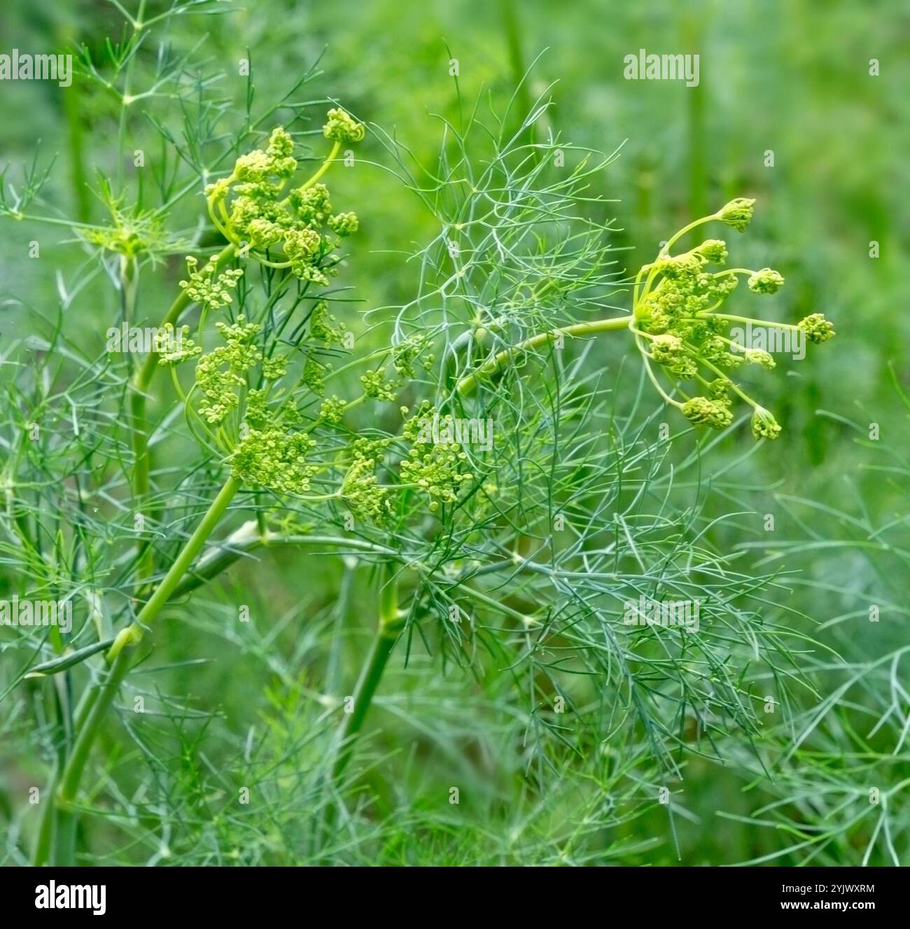 Blühender Dill im Garten. Ländliche Landschaft. Anlagenhintergrund. Stockfoto