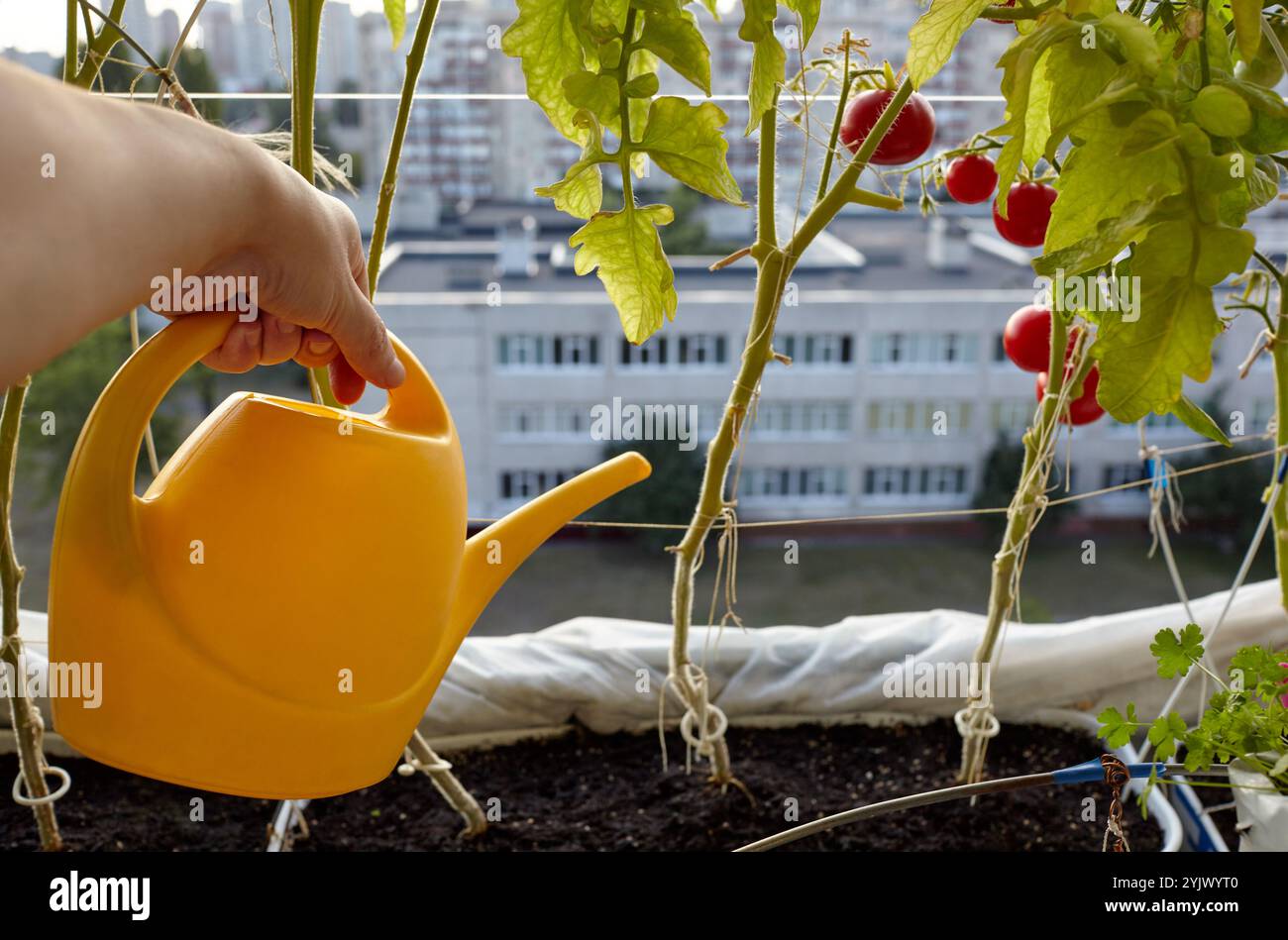 Ein Mann, der im Gewächshaus arbeitet. Männer halten die Gießkanne und gießen die Tomatenpflanze Stockfoto