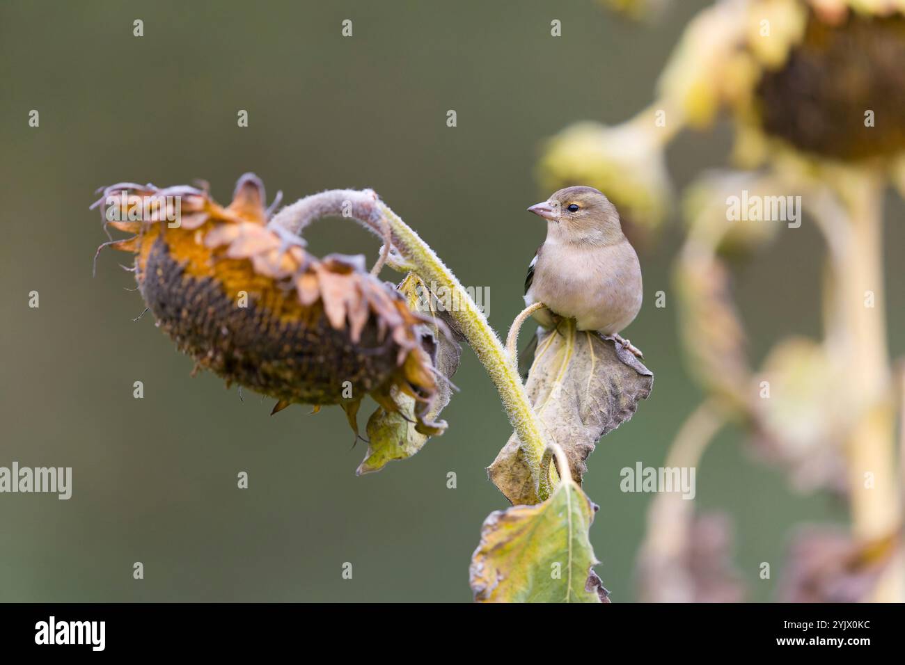 Fringilla coelebs, erwachsenes Weibchen auf Sonnenblumen, Suffolk, England, November Stockfoto