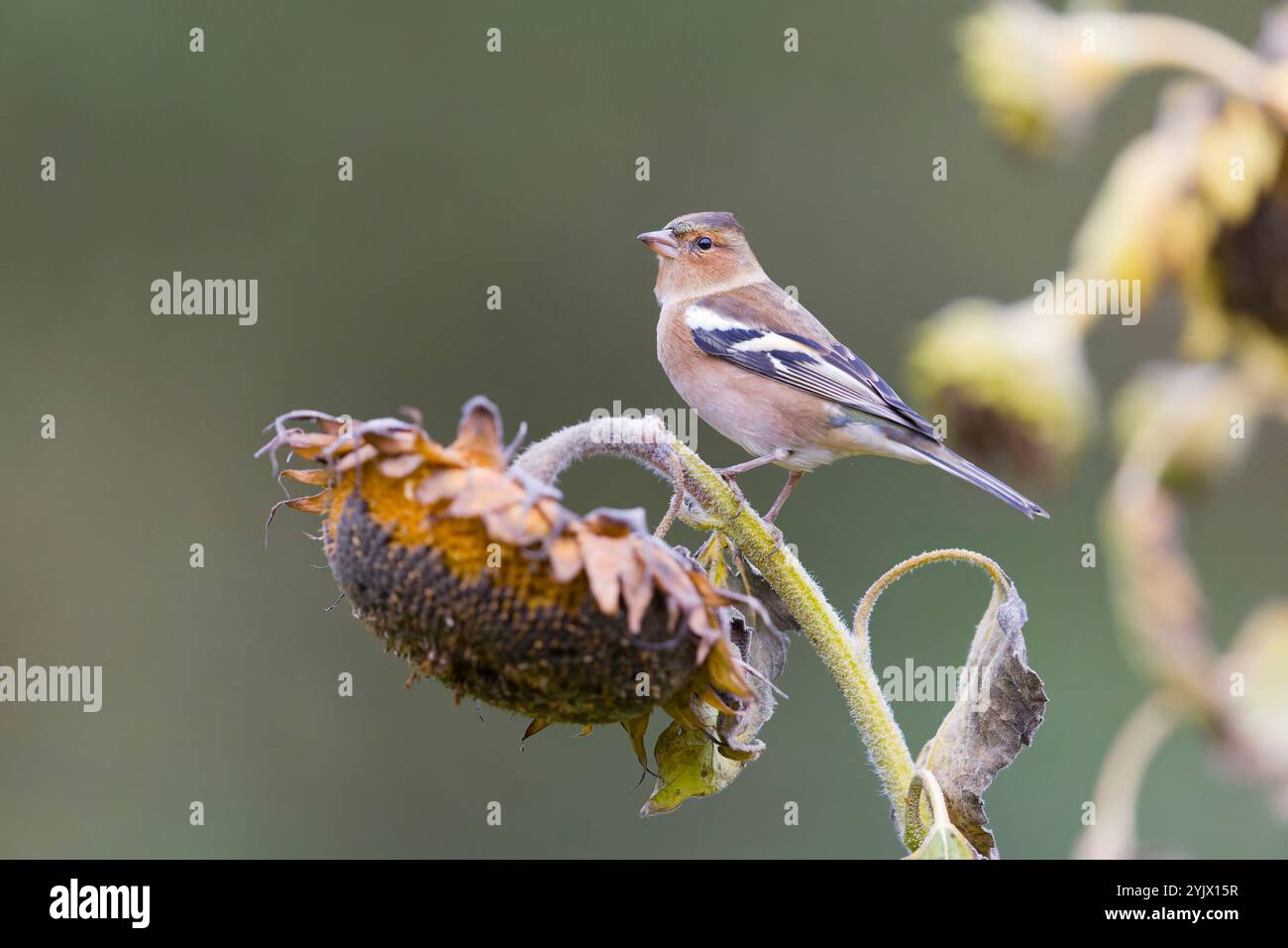 Fringilla Coelebs, erwachsener Mann auf Sonnenblumen, Suffolk, England, November Stockfoto