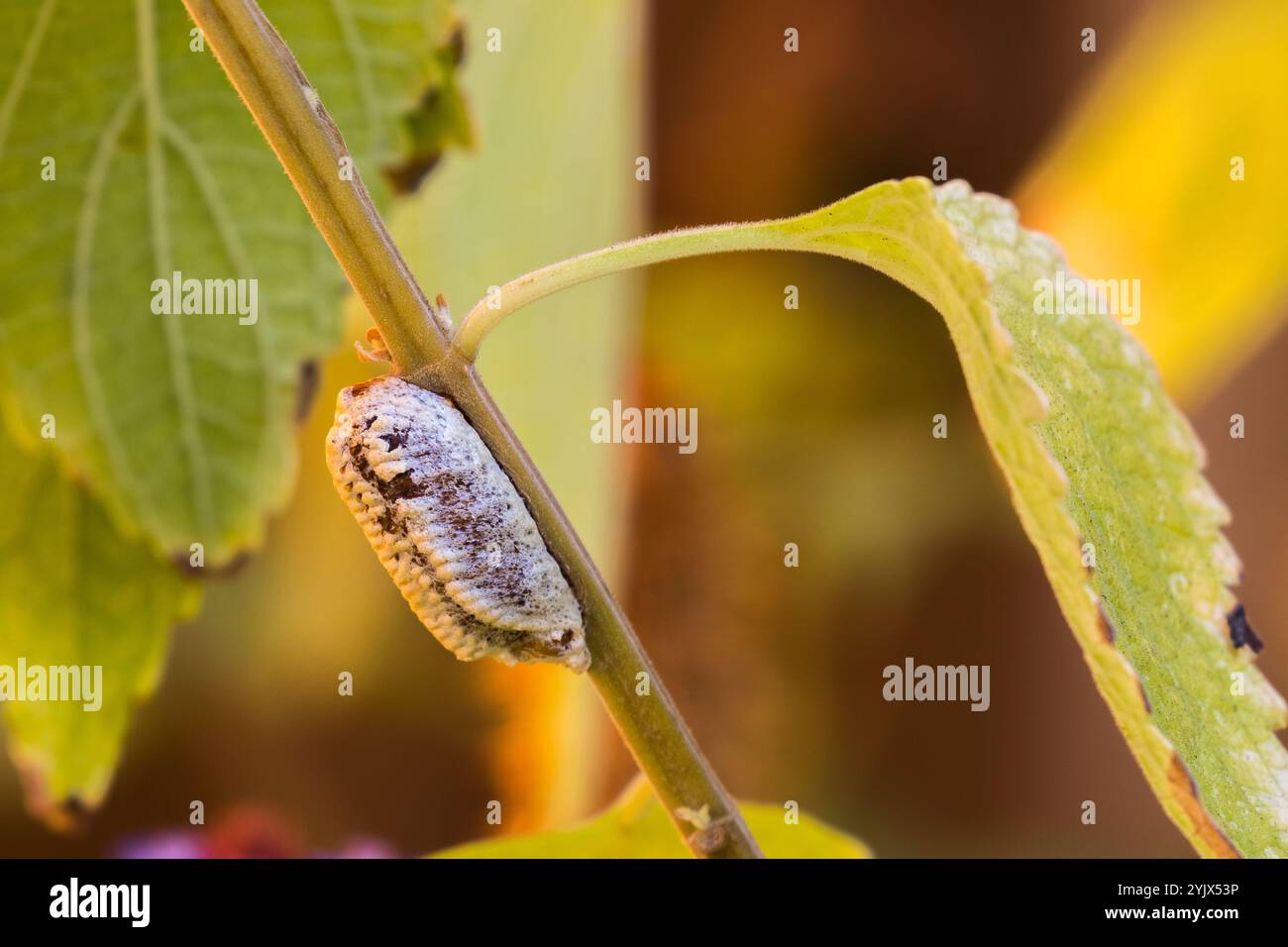 Betender Mantis Ei Fall (Ootheca) an einem Pflanzenstamm in einem südkalifornischen Garten. USA Stockfoto