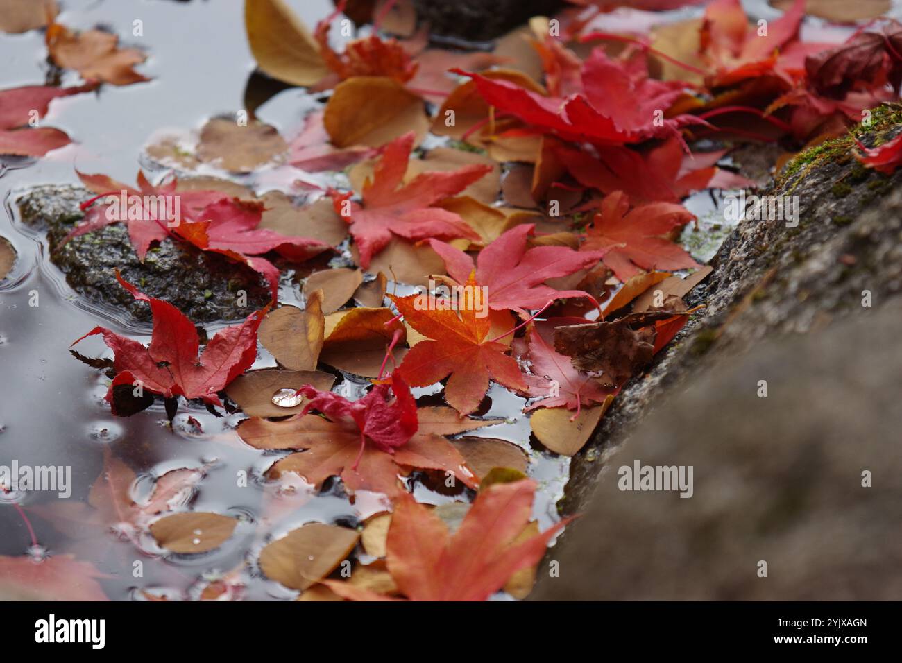 Blätter, die auf Wasser und Felsen ruhen Stockfoto