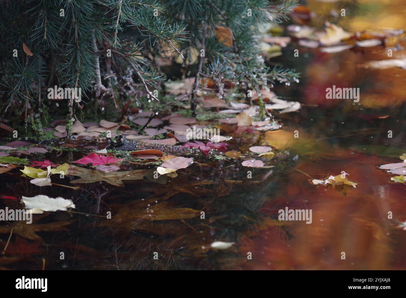 Gefallene Blätter gleiten auf dem Teich Stockfoto