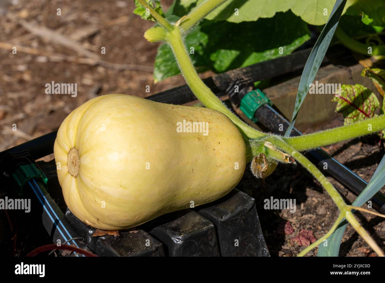 Issaquah, Washington, USA. Butternusskürbis auf der Weinrebe. Stockfoto