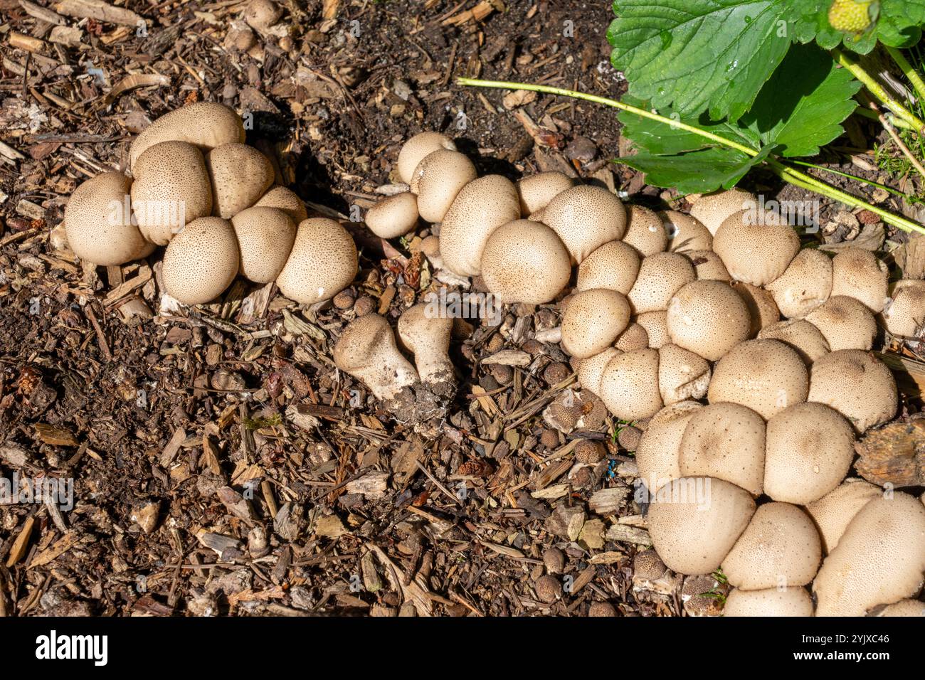 Issaquah, Washington, USA. Birnenförmige Puffbällchen (Morganella pyriformis), die in einem Erdbeerbeet wachsen Stockfoto