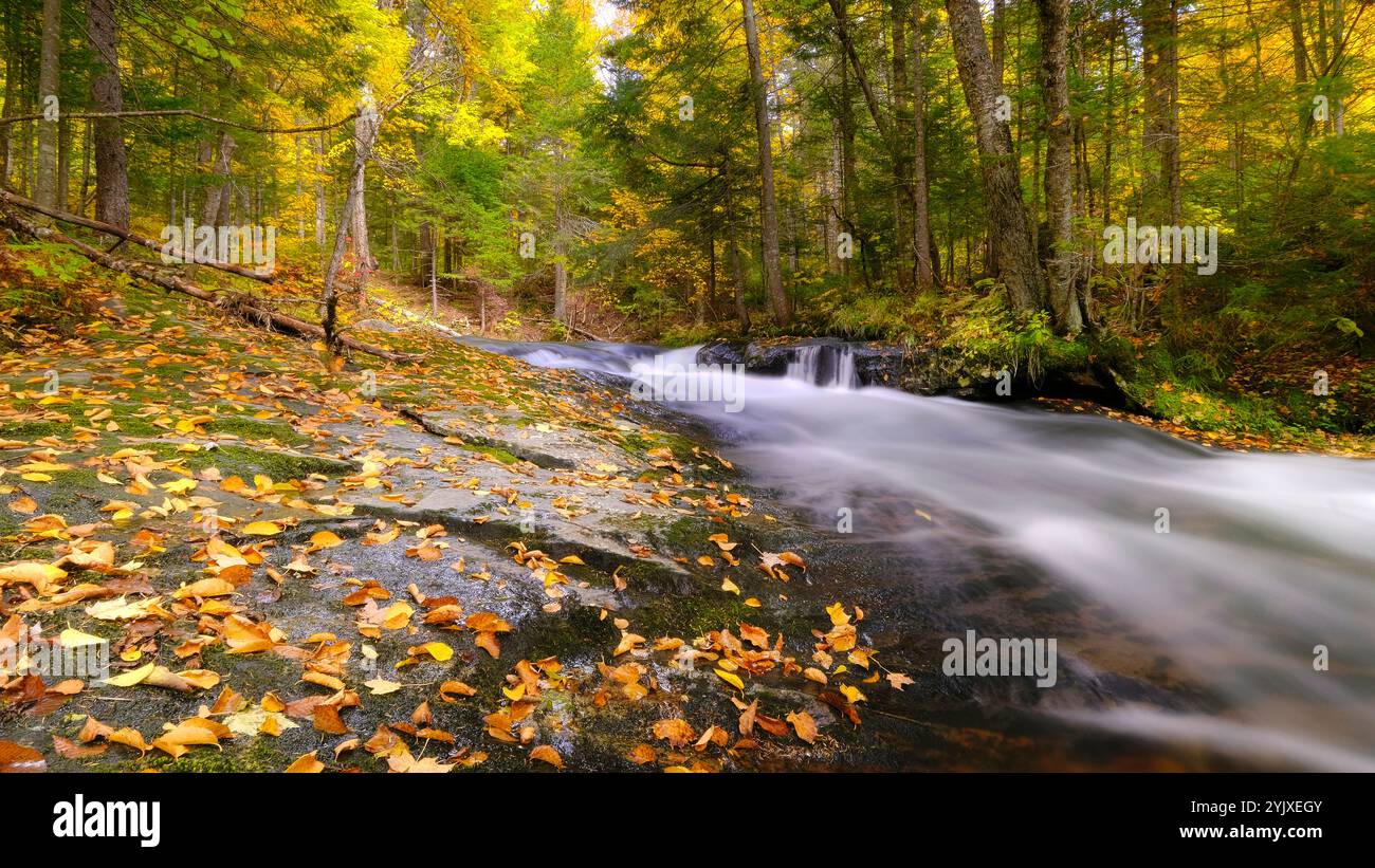 fluss in der schönen Waldlandschaft im Herbst. Desktop-Hintergrundbild, 16:9 horizontale Ansicht. Stockfoto