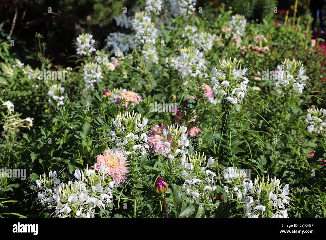 busch bedeckt mit rosa weißen Blüten Stockfoto