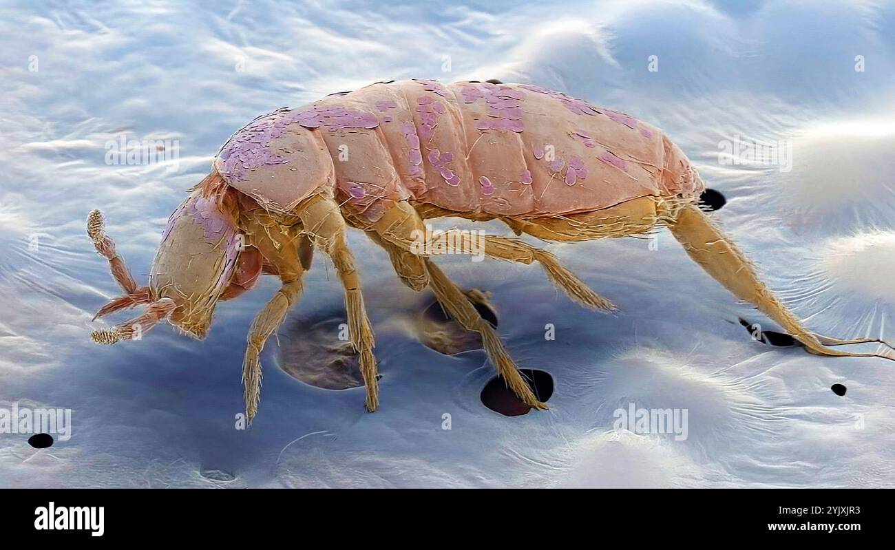 Springtail. Farbige Rasterelektronenmikrographie (REM) eines Sprungschwanzes (Ordnung Collembola). Der Name „Springtail“ bezieht sich auf den spezialisierten Springanhänger (Furcula) am Ende des Bauches. Dadurch kann die Sprungfeder relativ lange Entfernungen springen. Springschwänze sind seit Millionen von Jahren anatomisch unverändert geblieben und gelten als lebende Fossilien. Sie sind flügellos. Die Antennen sind die wichtigsten Sinnesorgane, da ihre Augen klein und schlecht entwickelt sind. Springschwänze leben hauptsächlich in Blattstreu und ernähren sich von verfallender Materie. Vergrößerung: 27 x bei 10 Zentimeter hoher Druckausgabe. Stockfoto