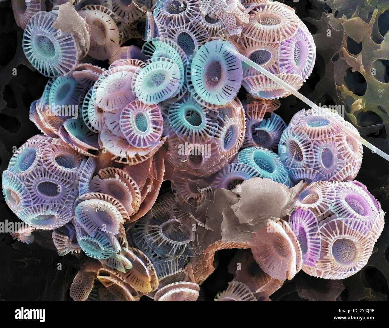 Coccolithophores. Rasterelektronenmikrographie (REM) von Coccolithophores (vorwiegend Emiliana huxleyi). Coccolithophore-Algenorganismen sind kalkhaltiges Phytoplankton und sind von einem Skelett (Kokkosphäre) aus Kalziumcarbonatplatten umgeben. Wenn der Organismus stirbt, trennen sich diese Platten und sinken auf den Meeresboden. Einzelne Platten wurden in großer Zahl gefunden und können den Hauptbestandteil eines bestimmten Gesteins bilden, wie die Kreide von England. Vergrößerung: x200, wenn 10 Zentimeter breit gedruckt werden Stockfoto