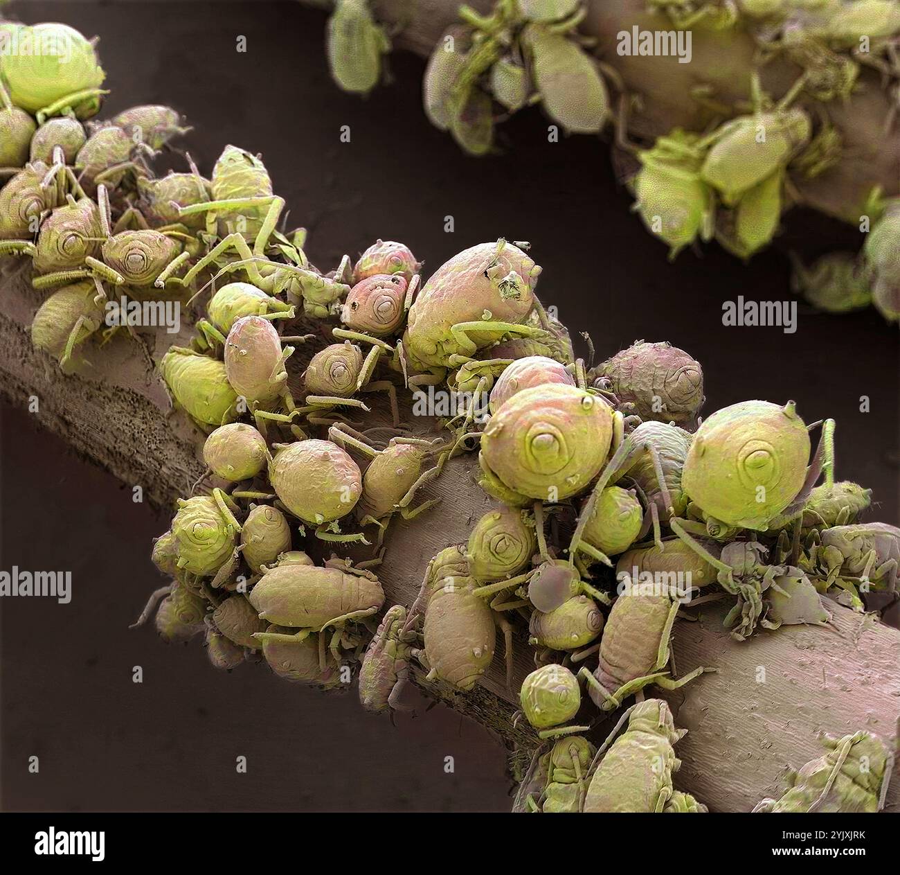 Blattläuse füttern. Farbige Rasterelektronenmikroskopie (REM) von Blattläusen (Ordnung Hemiptera) oder Grünfliege. Blattläuse vermehren sich rasch und sind ernste Schädlinge von Blumen, Gemüse und einigen Obstpflanzen. Vergrößerung: x6, wenn 10 Zentimeter hoch gedruckt. Stockfoto