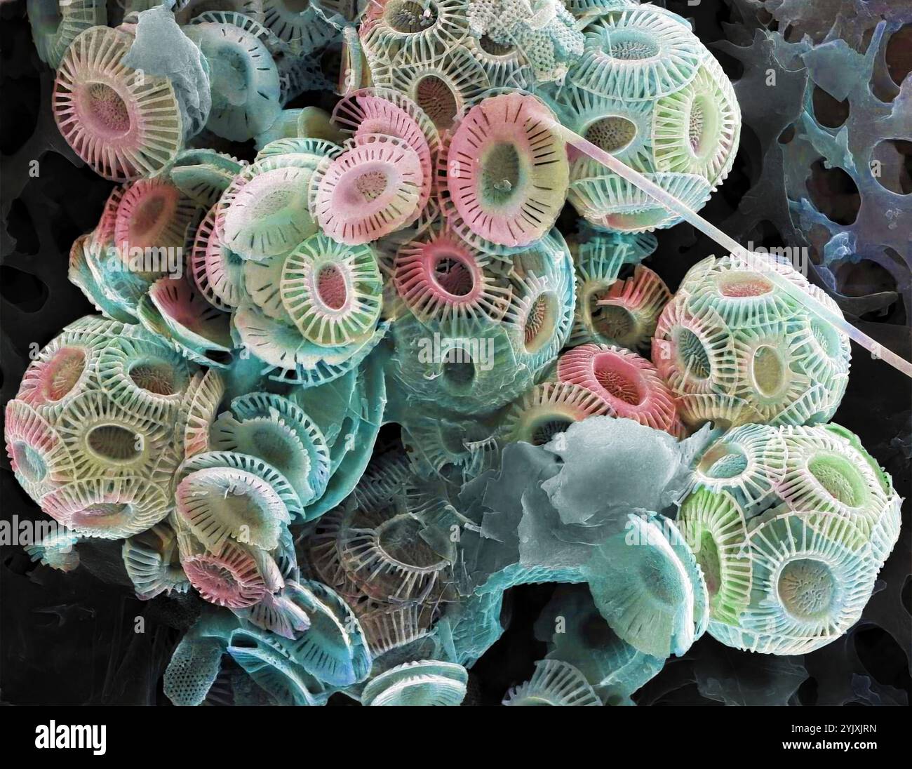 Coccolithophores. Rasterelektronenmikrographie (REM) von Coccolithophores (vorwiegend Emiliana huxleyi). Coccolithophore-Algenorganismen sind kalkhaltiges Phytoplankton und sind von einem Skelett (Kokkosphäre) aus Kalziumcarbonatplatten umgeben. Wenn der Organismus stirbt, trennen sich diese Platten und sinken auf den Meeresboden. Einzelne Platten wurden in großer Zahl gefunden und können den Hauptbestandteil eines bestimmten Gesteins bilden, wie die Kreide von England. Vergrößerung: x200, wenn 10 Zentimeter breit gedruckt werden Stockfoto