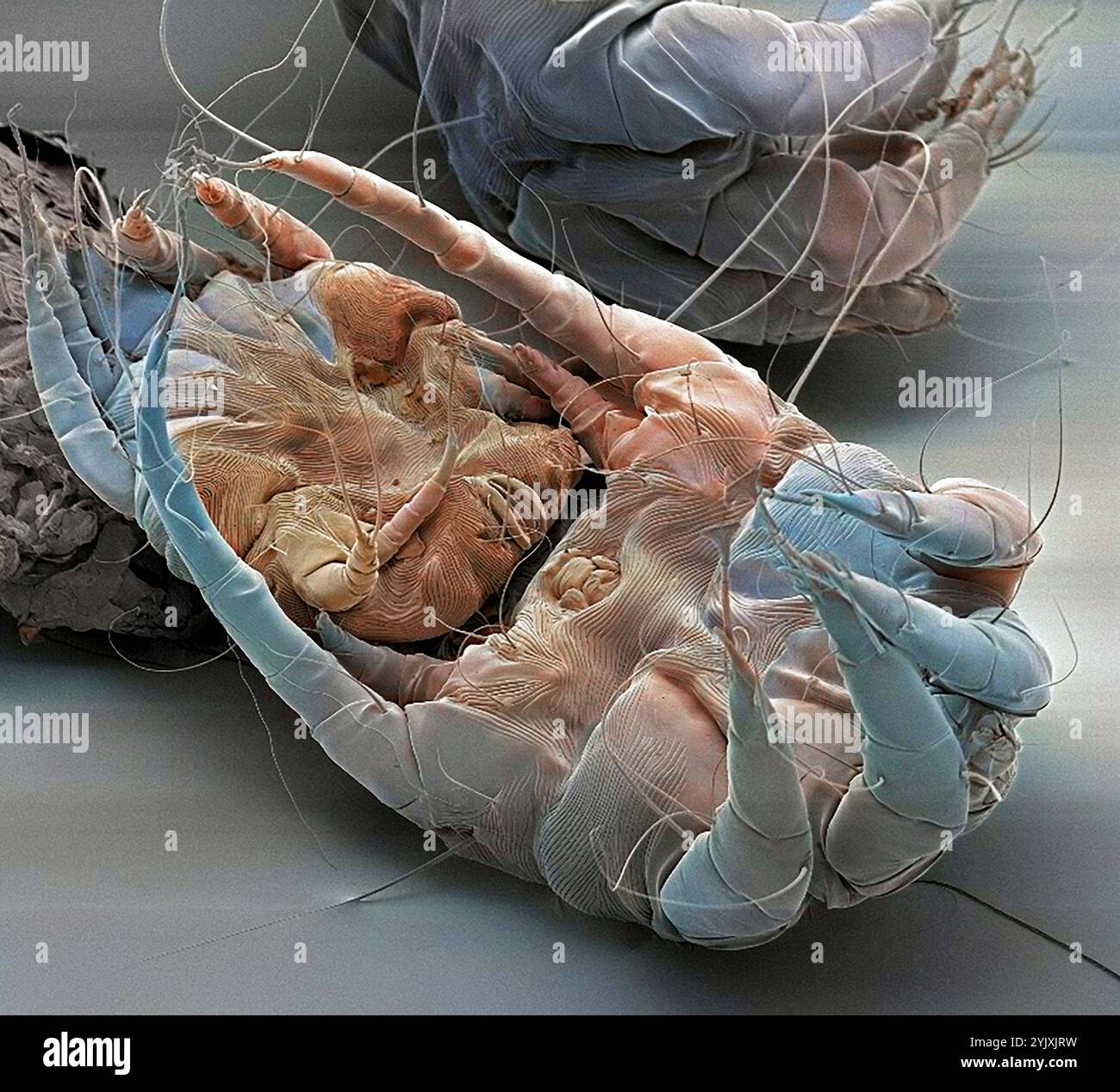Staubmilben. Farbige Rasterelektronenmikrographie (REM) von Hausstaubmilben (Dermatophagoides pteronyssinus). Millionen von Hausstaubmilben leben im Haus und ernähren sich von Hautzellen. Sie leben hauptsächlich in Möbeln und sind in der Regel harmlos. Ihre Exkremente und toten Körper können jedoch bei empfindlichen Personen allergische Reaktionen auslösen. Der Lebenszyklus der Hausstaubmilben vom Ei bis zum Erwachsenen dauert etwa einen Monat, reife weibliche Milben können ab 1-2 Eier pro Tag legen. Erwachsene Milben können bis zu zwei Monate leben. Vergrößerung: 30 x bei Druck mit einer Breite von 10 Zentimetern. Stockfoto