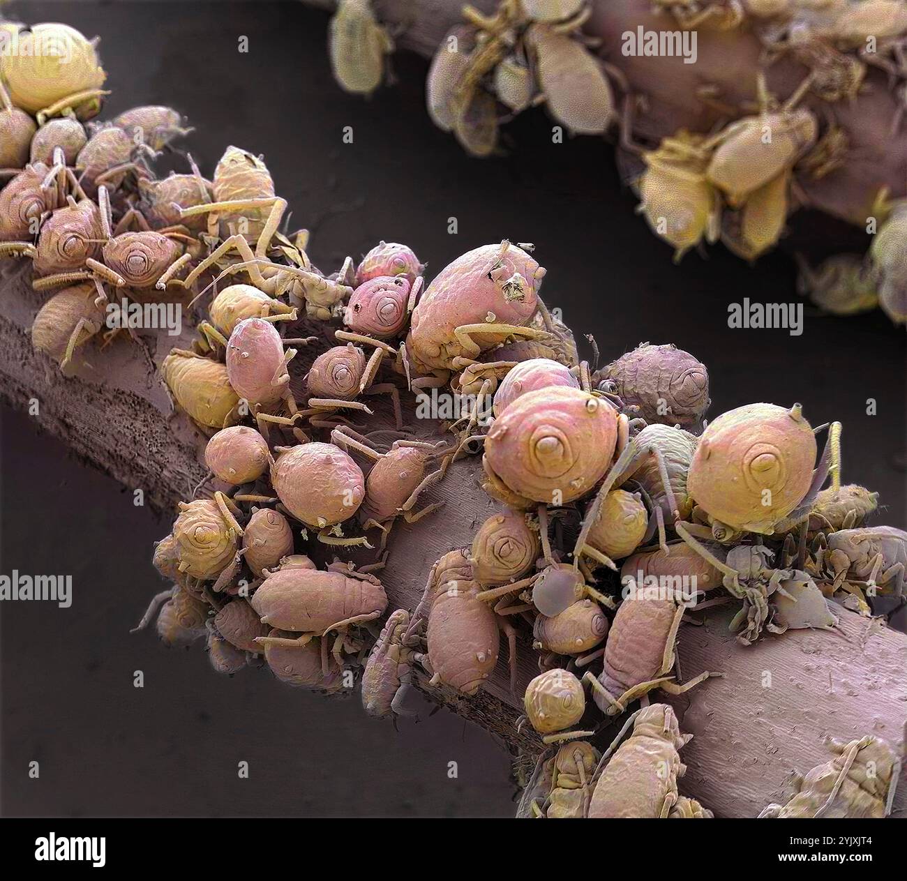 Blattläuse füttern. Farbige Rasterelektronenmikroskopie (REM) von Blattläusen (Ordnung Hemiptera) oder Grünfliege. Blattläuse vermehren sich rasch und sind ernste Schädlinge von Blumen, Gemüse und einigen Obstpflanzen. Vergrößerung: x6, wenn 10 Zentimeter hoch gedruckt. Stockfoto