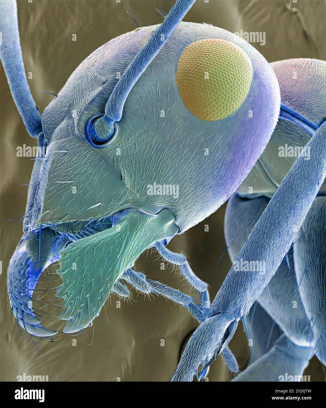 Ameisenkopf. Farbige Rasterelektronenmikroskopie (REM) des Kopfes einer roten Ameise (Familie Formicidae), die ihre großen zusammengesetzten Augen, Antennen und Kiefer zeigt. Vergrößerung: x40 bei Druck von 10 Zentimetern Breite Stockfoto