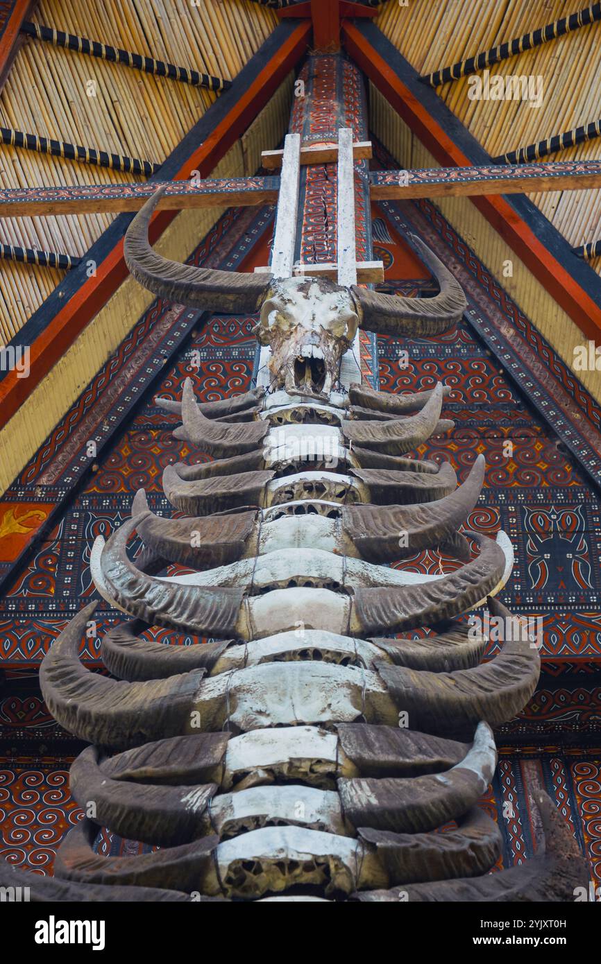 Buffalo Head und Buffalo Horns sind Symbole für Wohlbefinden, Wohlstand und sozialen Status in Tana Toraja Stockfoto