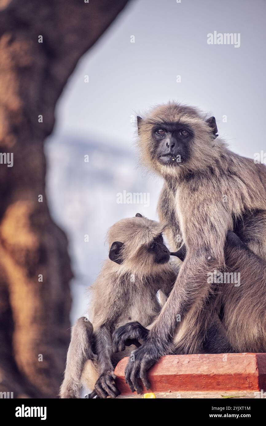 Eine Mutterschwäche stillt ihr Baby und zeigt einen zarten Moment der Pflege und Liebe in der Natur. Stockfoto