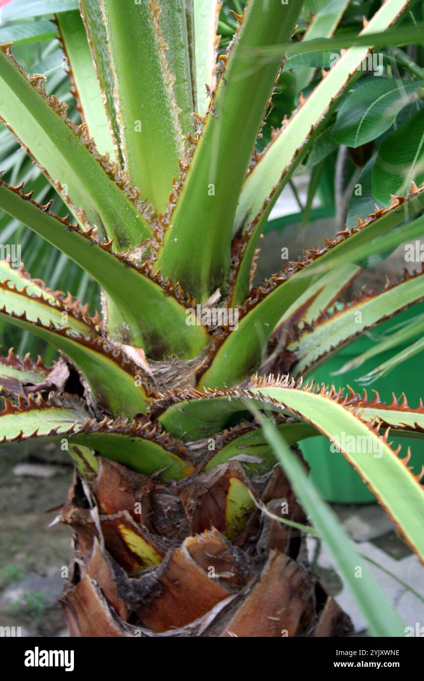 saatgut ag BIO Saatgut Chicorée Etardo AS – Biogartenladen main image 0