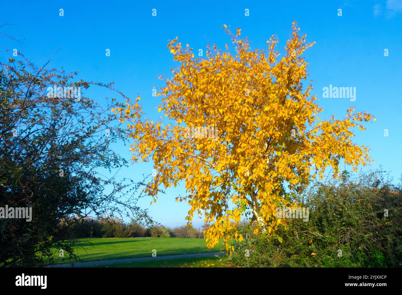 Jungbaum-Goldbirke Betula ermanii im Herbst Stockfoto