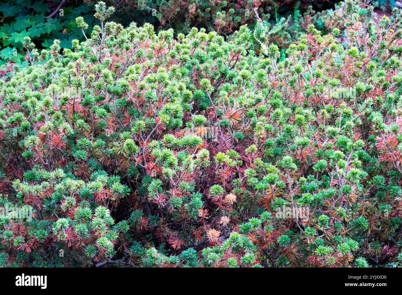 Pinus parviflora Adcock Zwerg Stockfoto