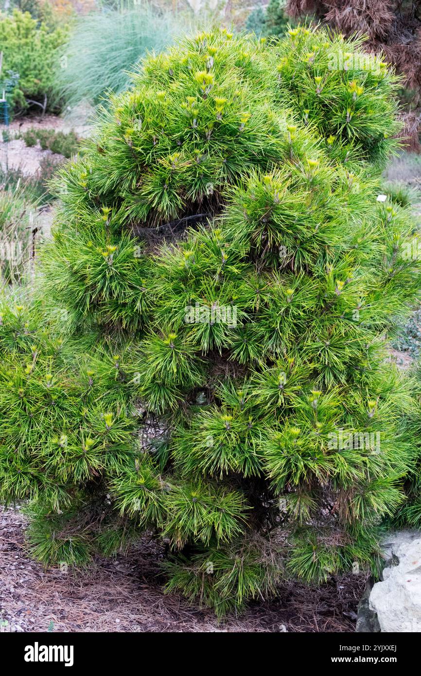 Pinus sylvestris „Moseri“ Schotte Kiefer Pinus sylvestris Schottenkiefer Europäischer Redwood langsam wächst kleines Wachstum Stockfoto