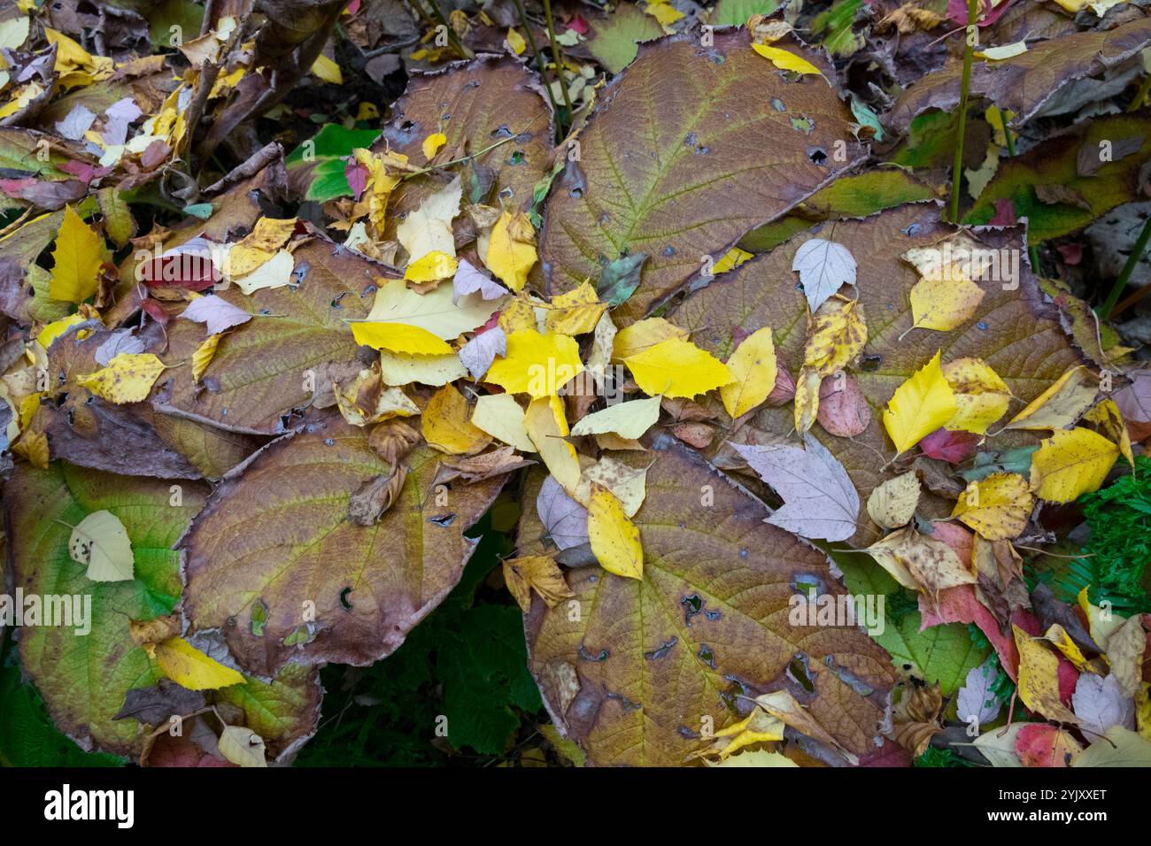 Schildblatt Roger's Flower Astilboides tabularis im Herbst Stockfoto