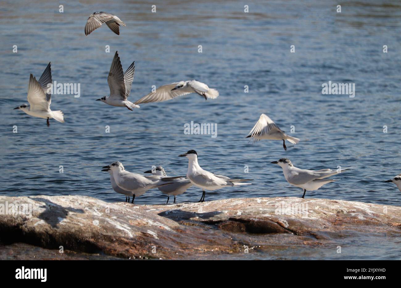Seeschwalben mit möwen auf dem Nil Stockfoto