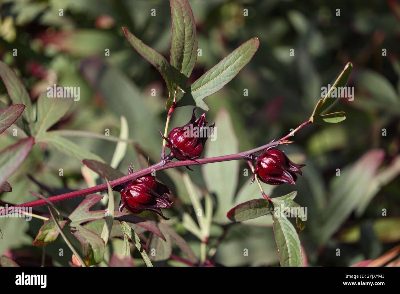 Rote Blüten der Roselpflanze (Hibiscus sabdariffa) Stockfoto