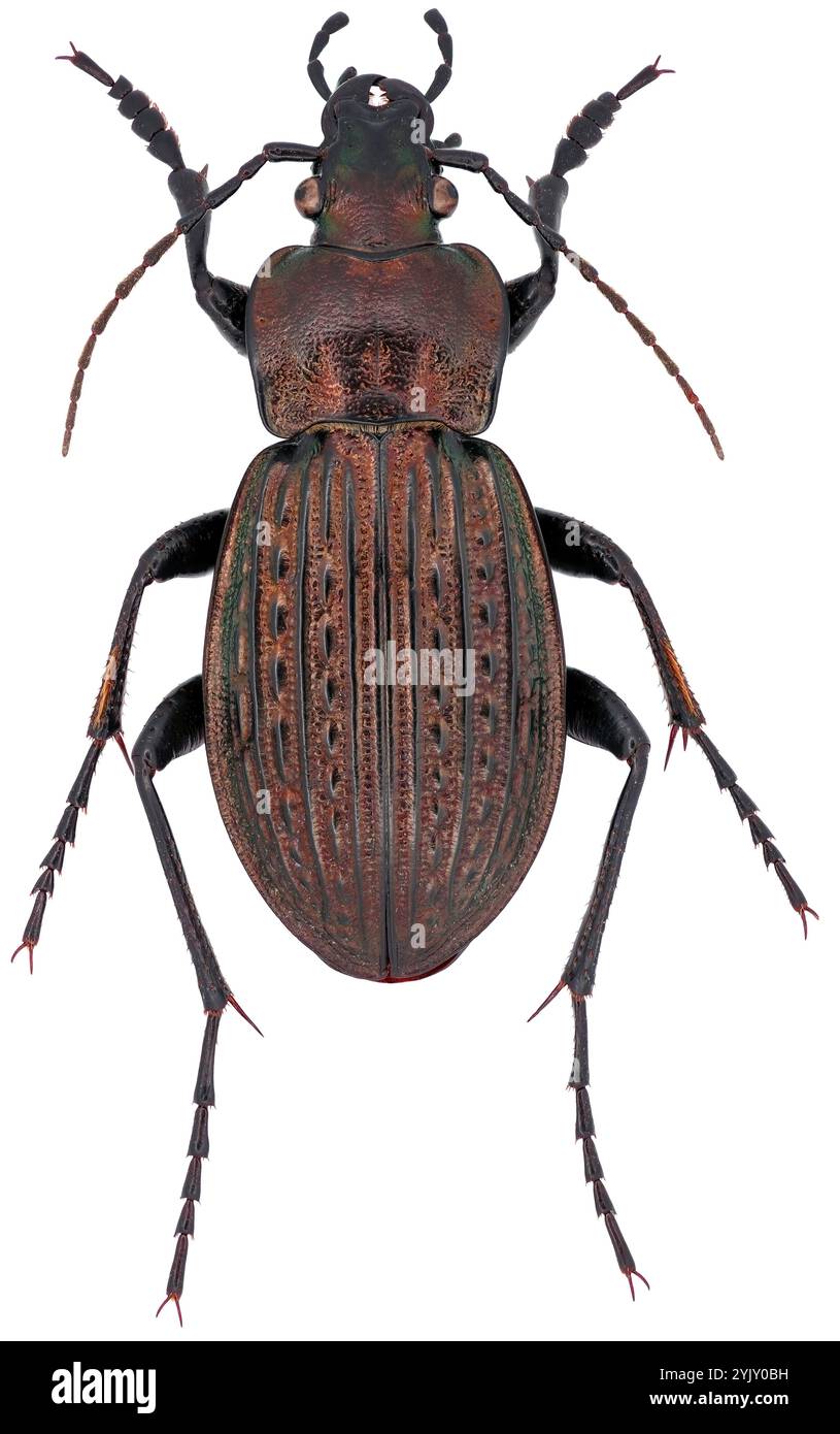 Carabus ulrichii, Art des Käfers in der Familie der Bodenkäfer, Carabidae. Isoliert auf weißem Hintergrund. Stockfoto