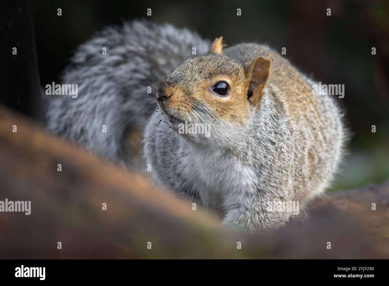 Eine Nahaufnahme eines grauen Eichhörnchens mit Details und einem unscharfen Hintergrund Stockfoto