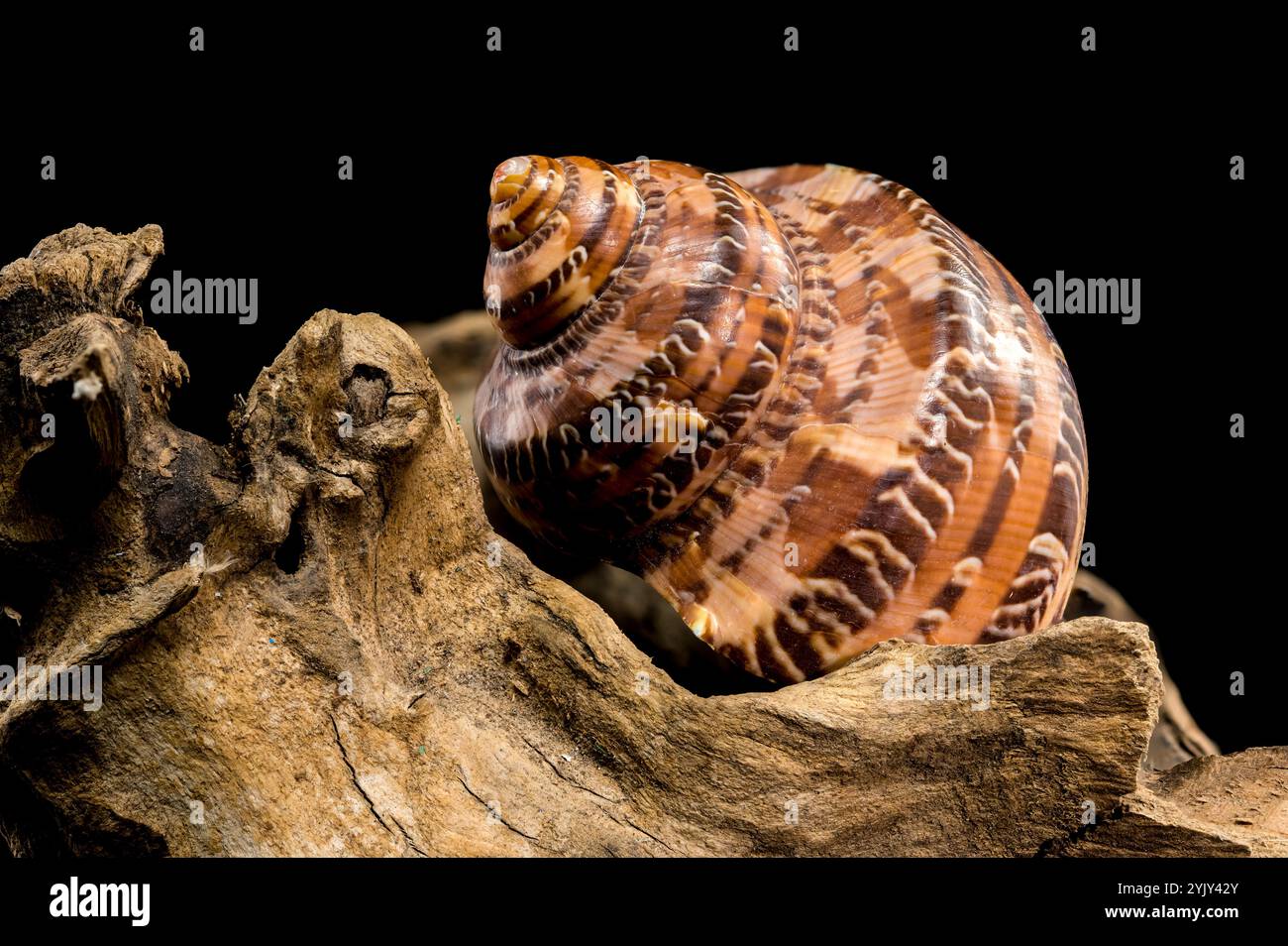 Eine wunderschöne Muschel Tiger Cowrie Conch, die auf einem Stück verwittertem Treibholz liegt, isoliert vor einem tiefschwarzen Hintergrund. Stockfoto
