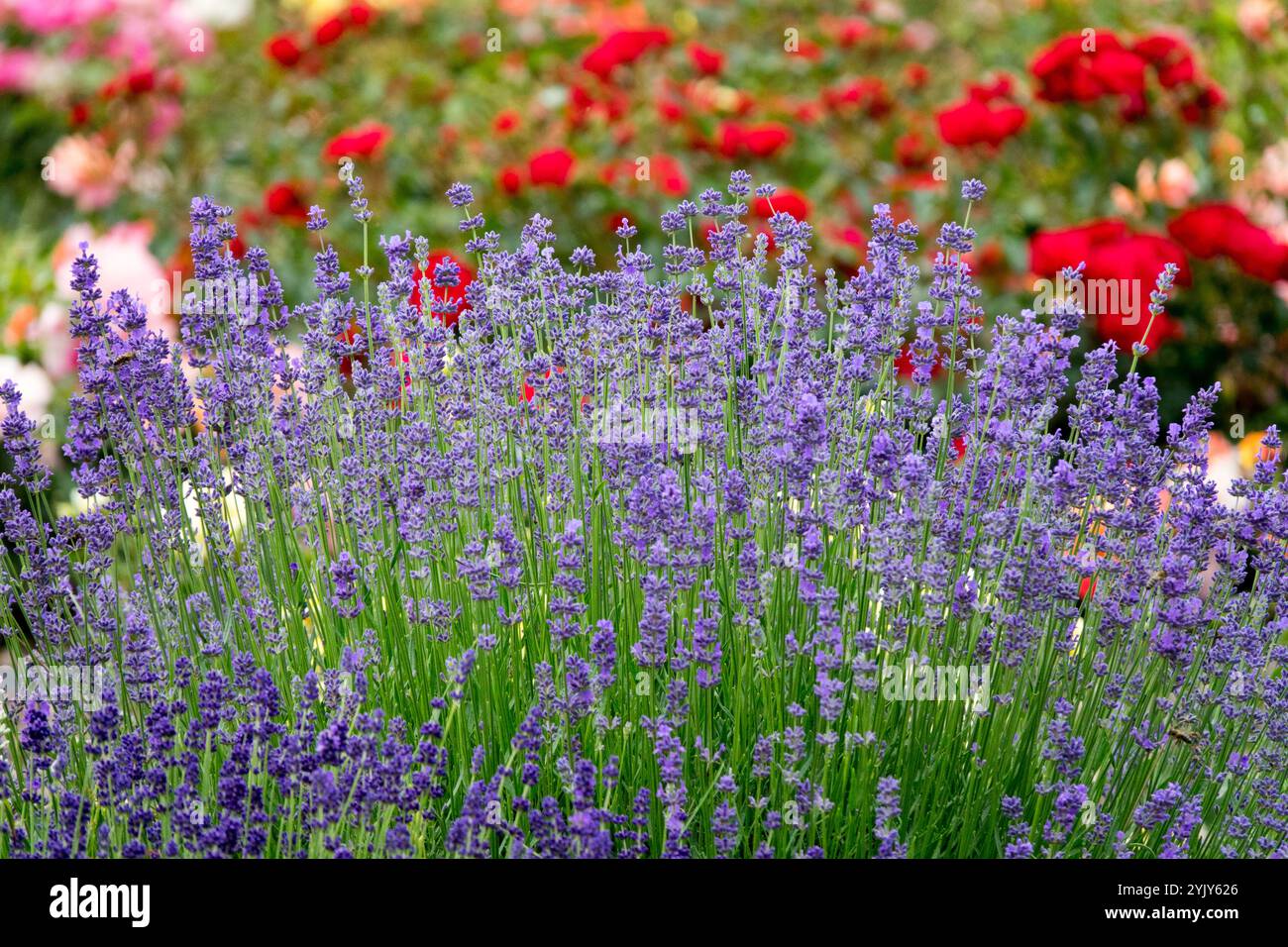 Blauer Lavendel und Rosen bilden den Hintergrund duftender Pflanzen im Garten Stockfoto