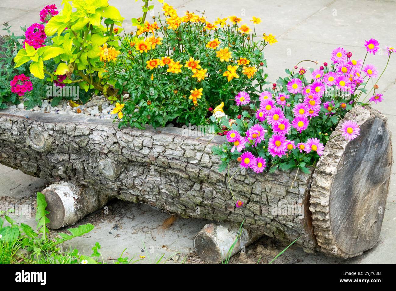 Dekorative Blumen wachsen in einem Baumstamm Stockfoto