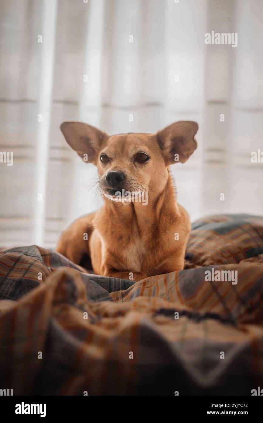 Ein kleiner brauner Hund mit großen Ohren liegt bequem auf einer karierten Decke, mit weichem natürlichem Licht, das durch ein Fenster dahinter gefiltert wird. Gemütlich und ruhig Stockfoto