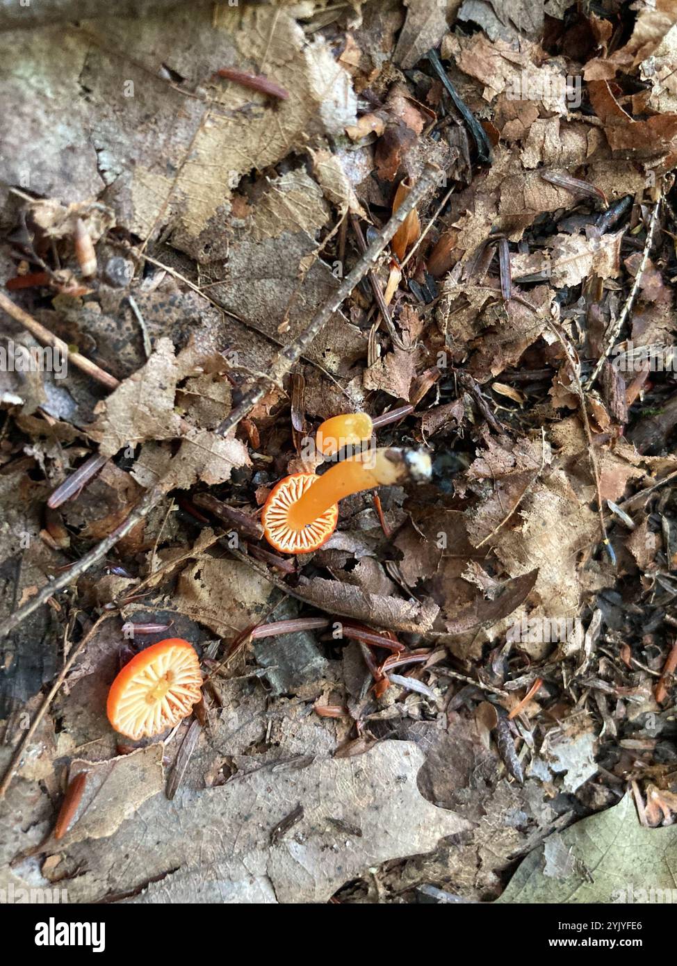 Vermilion Waxcap (Hygrocybe miniata) Stockfoto