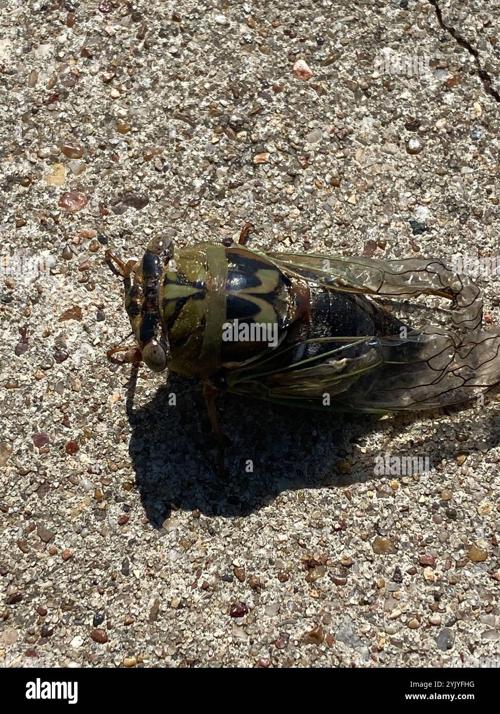 RESH Cicada (Megatibicen RESH) Stockfoto