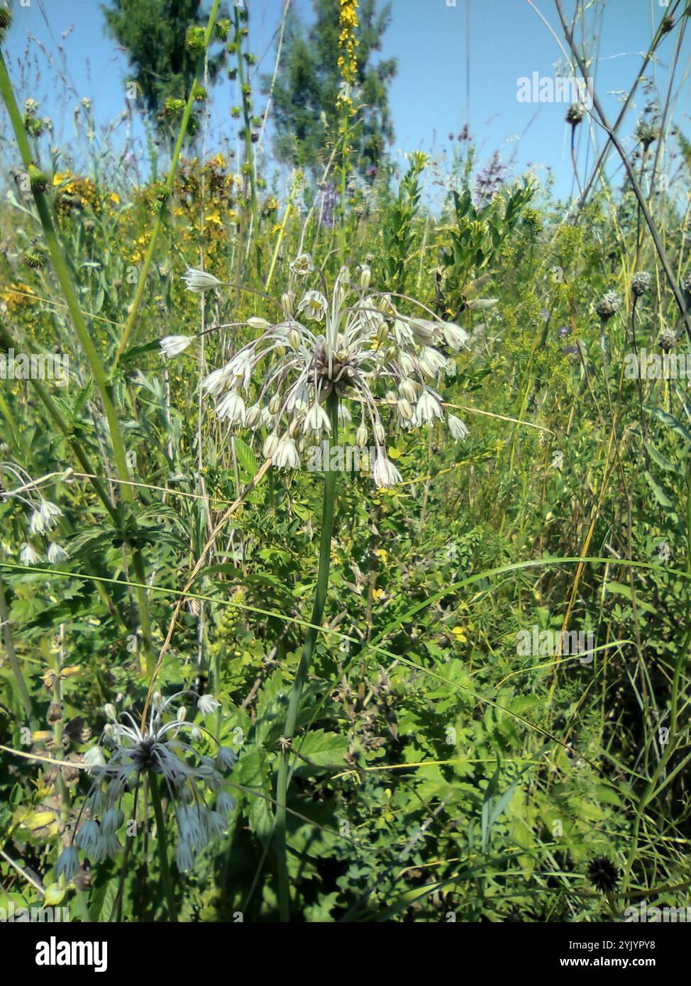 FeldKnoblauch (Allium oleraceum) Stockfoto